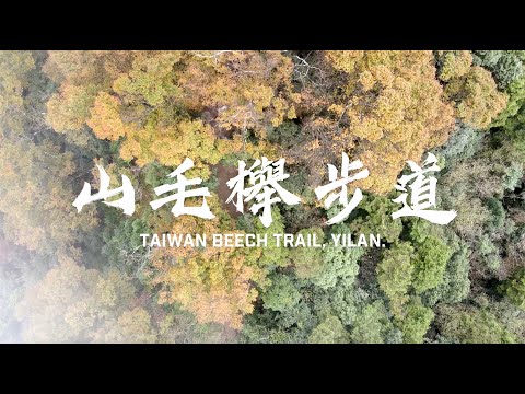 【 #山毛櫸步道/ #TaiwanBeechTrail】等待萬年的邂逅 冰河時期孓遺植物 紅葉山毛櫸(請開字幕)