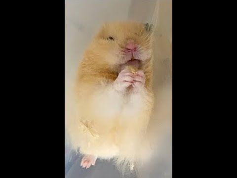 FUNNY HAMSTER VIDEO #shorts