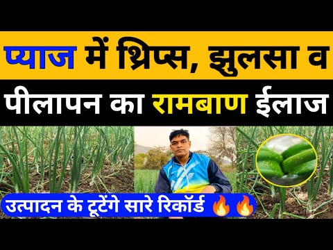 प्याज में थ्रिप्स,झुलसा,पीलापन का रामबाण इलाज।Pyaj mota karne ki dawa।प्याज की खेती। onion farming