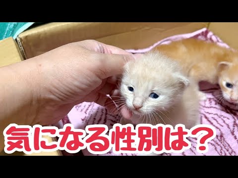 ケージのお掃除中は別場所に移動の仔猫たち たもこ母さんはマイペース？