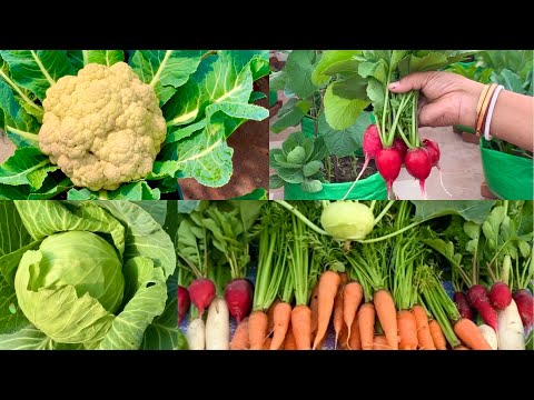 What To Sow In November Month / November Vegetables