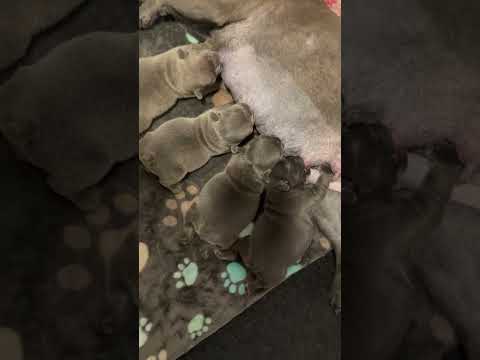 1 Week Old French Bulldog Puppies! Watch us grow ❤️ #puppy #dog #frenchbulldog #frenchie #cute #love