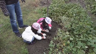 【イベント】畑と山で子育て　サツマイモほり体験