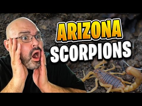 Arizona Scorpions