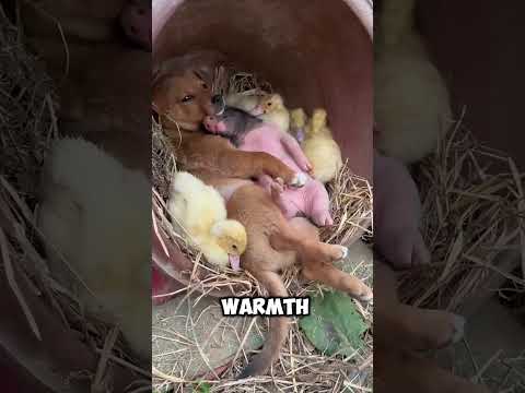 Unlikely Friends, One Cozy Basket! #AnimalFriendship #CuteCompanions #BestBuddies” #jatta #trending