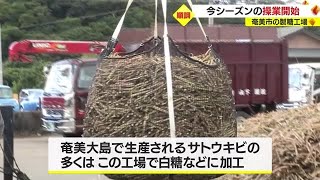 今シーズンは順調な生育　サトウキビの製糖工場が操業開始　鹿児島・奄美市（2022.12.13）