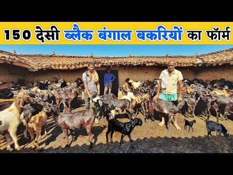 150 ब्लैक बंगाल बकरियों का फॉर्म बर्बाद हो रहा है | Desi goat farm in Chhatisghath