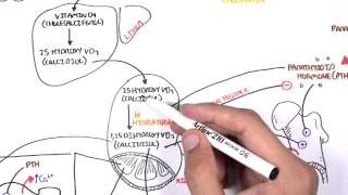 Endocrinology - Calcium and Phosphate Regulation