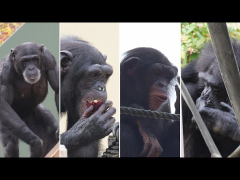 Cold Troop & Marimo Changes　Higashiyama Zoo Chimpanzee 202411