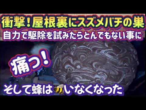 【緊急スズメバチ退治！決して真似はしないでください】素人がやるとこうなります！