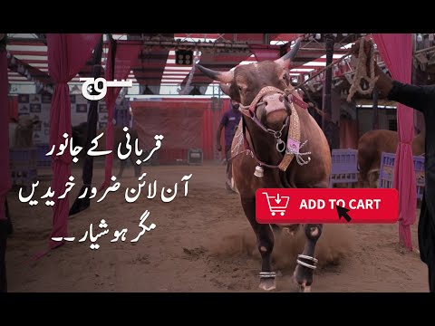 Don’t Get Cheated! How to Order Sacrificial Animals Online with Caution and Convenience in Pakistan