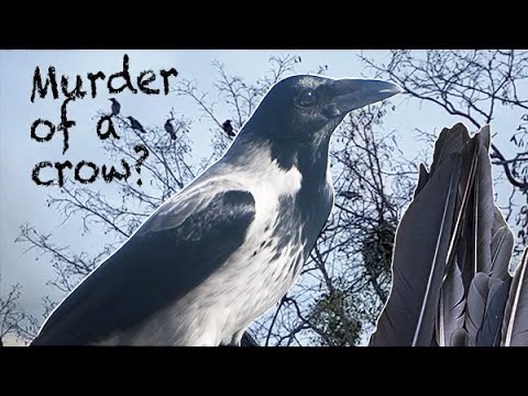 Murder of a crow? (Story 75)