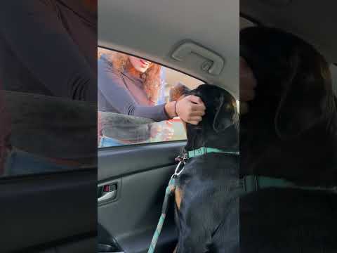 Can Penny come to school #puppy #dog #rottweiler #fyp  #reels #shorts #youtubeshorts #viralvideo