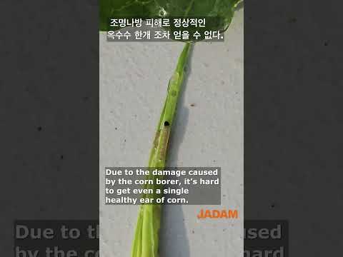 Asian Corn Borer Control 옥수수 조명나방  #jadam