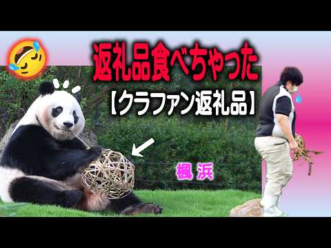 【ま、まさか竹籠食べるとは！】子パンダ楓浜 壊しても誰も食べなかったカゴ おっさんのオツマミ状態