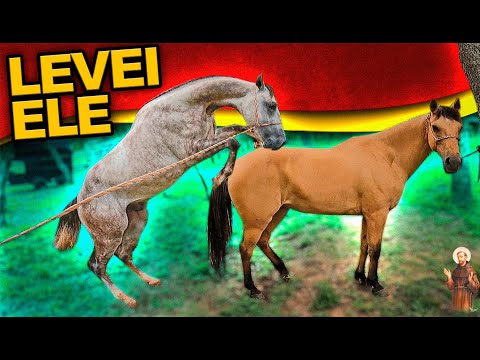 Levei nosso cavalo para Cruzar égua Dianna