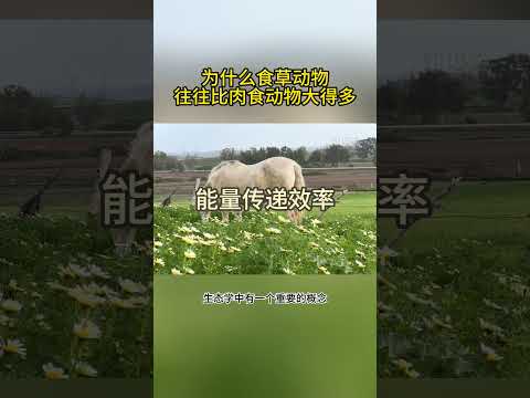 为什么食草动物往往比肉食动物大得多？ #動物世界 #冷知识 #科普 #有趣的动物 #动物科普 #涨知识 #科学 #记录片