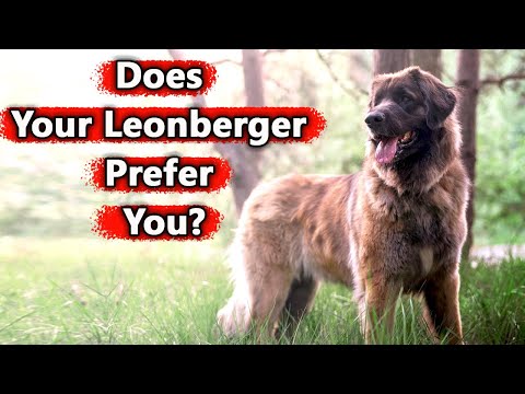 8 Signs You Are a Leonberger's Favorite Person