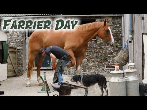 HOOF TRIMMING, HOT SHOEING and GLUE ON EXTENSIONS