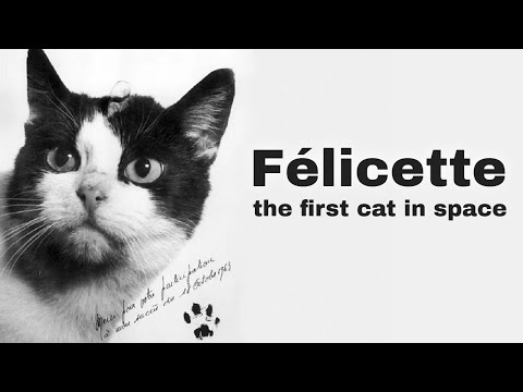 18th October 1963: Félicette becomes the first cat in space as part of a French mission