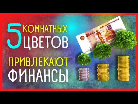 💰 🌼5 КОМНАТНЫХ РАСТЕНИЙ, ПРИВЛЕКАЮЩИХ УДАЧУ В ДОМ | ЦВЕТЫ ПРОЦВЕТАНИЯ