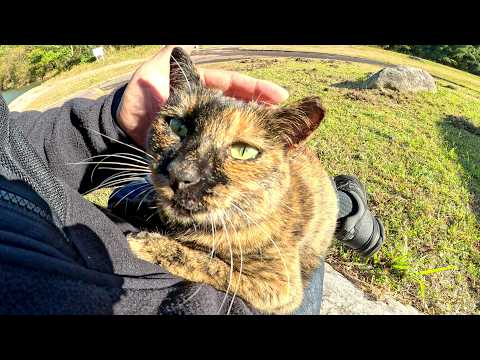 Tortoiseshell cat sits on human's lap to keep warm