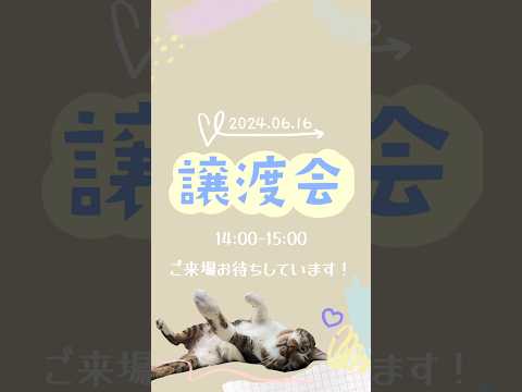 【6月16日譲渡会】参加猫紹介　#cat #shorts #譲渡会 #川崎市 #動物愛護センター