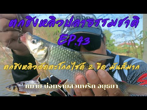 ตกชิงหลิวอัดตะโกกไซส์ 2ขีดมันส์มาก หลิว-ริม-หลิ่ง ตกชิงหลิวปลาธรรมชาติ EP.43หมายบ่อทรายสวนพริกอยุธยา