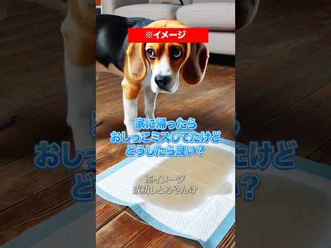 【認定トレーナーが教える】犬のトイレのしつけの方法