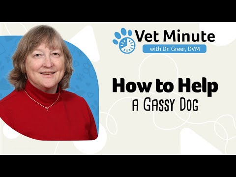 Vet Minute: How to Help a Dog with Bad Gas