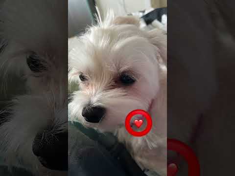 Tap the circle really fast!❤️⭕️ #dragon1256 #puppy #dog #cutedog #shorts #tapthecircle