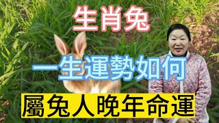 生肖屬相兔！屬兔人一生運勢如何？生肖屬兔人晚年命運又是個什麼樣子呢？這期視頻講述生肖屬兔人運勢以及晚年命運！#生肖 #運勢 #財運 #風水