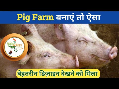 Pig Farming SECRETS You Need to Know Now! || Krishi Sansar.