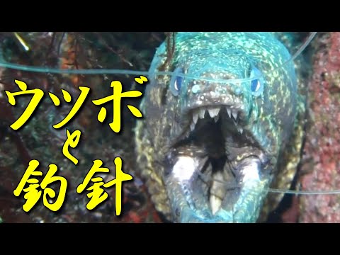 【 ウツボと釣り針 】不器用な魚　Gymnothorax kidako