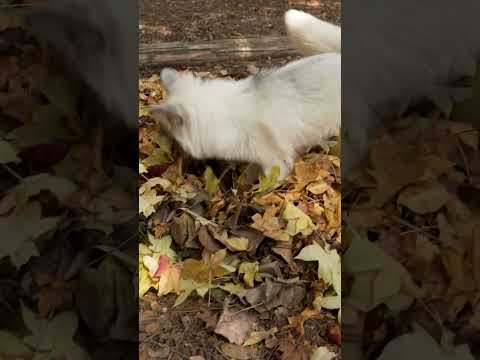 Oh to be Teddy the fox playing in a pile of leaves 🍂