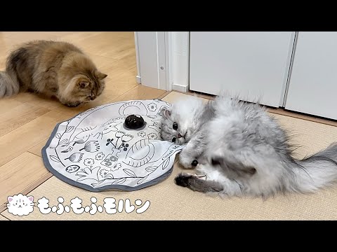 猫が好きなのはおもちゃなのかそれとも…？ 【サイベリアン】