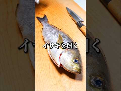 イサキというレア魚の三枚おろし　#魚の捌き方 #北陸