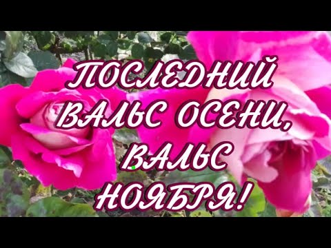 🍁ПОСЛЕДНИЙ ВАЛЬС ОСЕНИ,ВАЛЬС НОЯБРЯ!🍁🍁Невероятно нежная и красивая музыка Андрея Обидина!🍁🍁