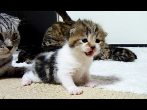 Too  Cute Cats and  Kittens videos Compilation