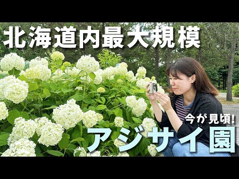 【函館】紫陽花｜アジサイ園｜市民の森｜松前藩屋敷｜ハコチャ