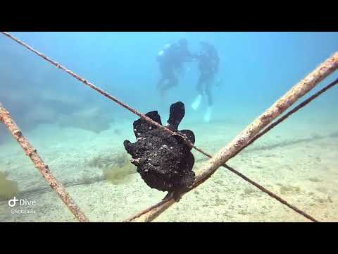 伊豆の海！田子と静浦でダイビング！春の海！青い海で楽しんできましたよぉ！