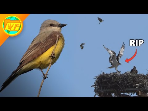 This Tiny Bird ATTACKS Eagles! - The Kingbird