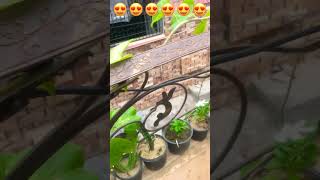 Vine Bail 🥰🥰🥰🥰 #shorts #gardening #newplant