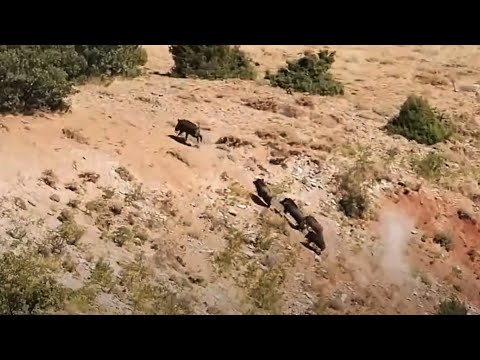 WILD BOAR HUNTING - DEVASA AZILI DOMUZ VURUŞU