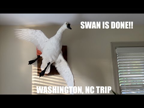 FINALLY PICKED UP OUR SWAN!! BETTER THAN EXPECTED!!!