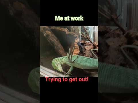 Me at workTrying to get out!#work #stress #home #monitor #lizard #geiko #rnlife