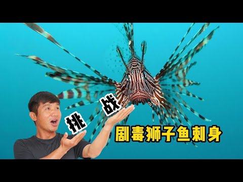 "Bali" Episode 4: Challenge to catch a venomous lionfish and eat it after making a sashimi