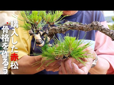 Making a skeleton of the Bunjin Akamatsu purchased at a festival [Bonsai Q]