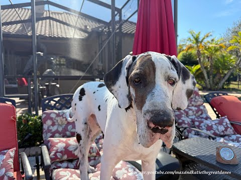 Funny Muddy Naughty Great Dane Puppy Loves To Stroll Across Patio Loungers