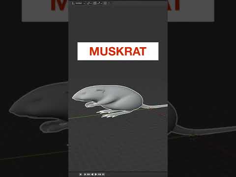 Elongated Muskrat #3dprinting